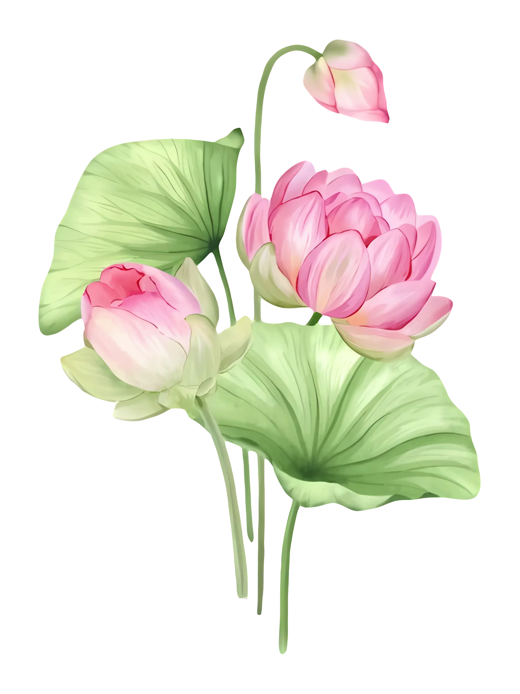 Beautiful Pink Lotus Flower Illustration