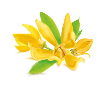 Bright Ylang-Ylang Flowers