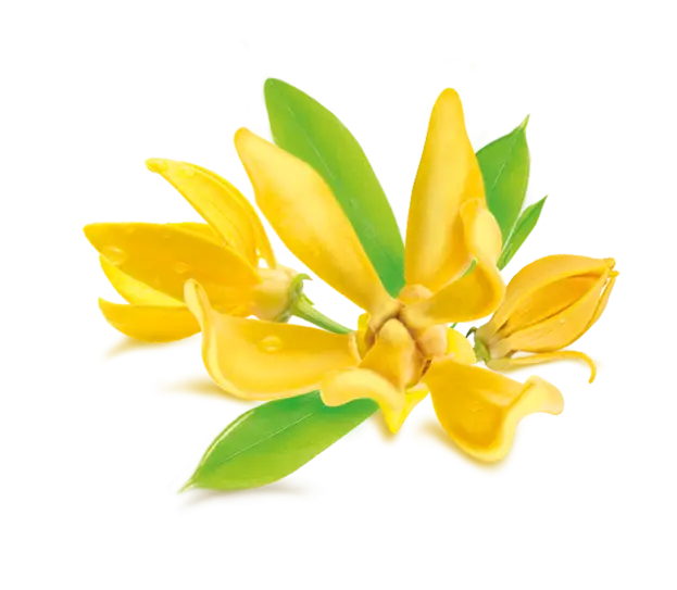 Bright Ylang-Ylang Flowers