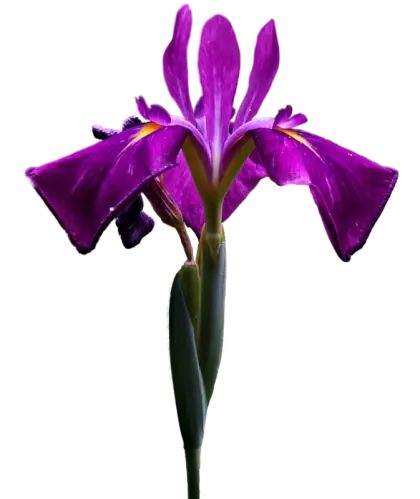 Elegant Purple Iris Flower Bloom