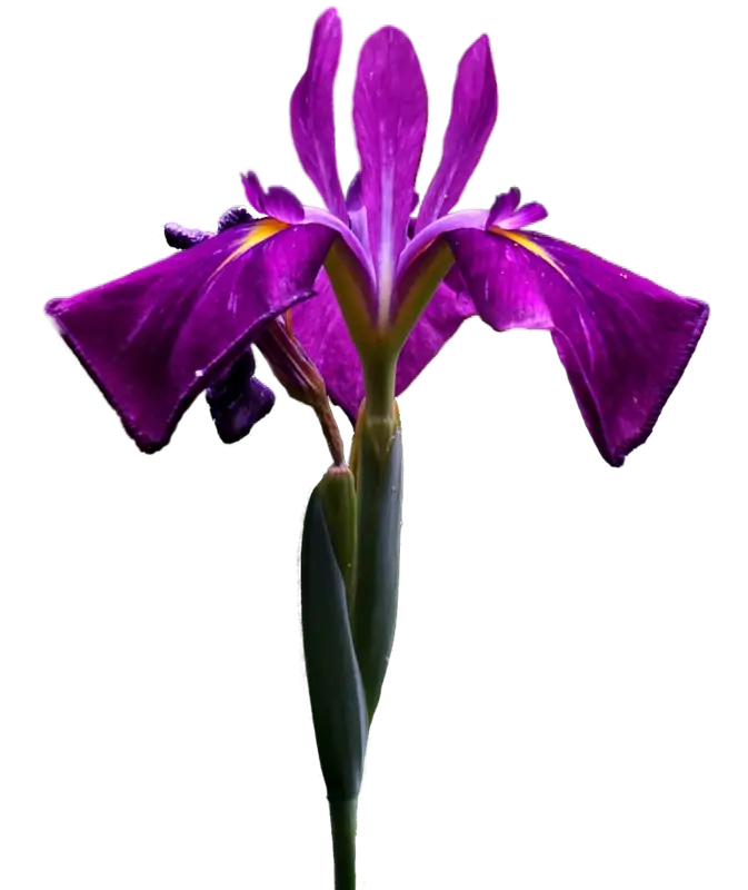 Elegant Purple Iris Flower Bloom