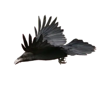 Flying Black Bird in Nature