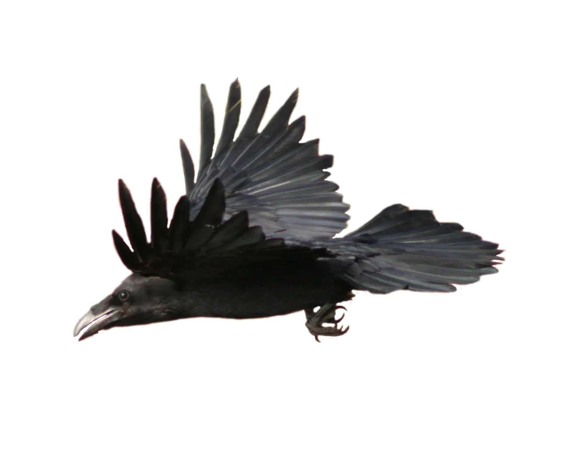 Flying Black Bird in Nature