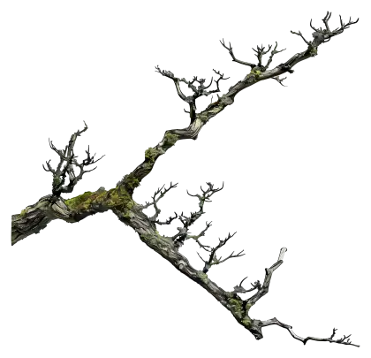 Dry Tree Branch with Moss