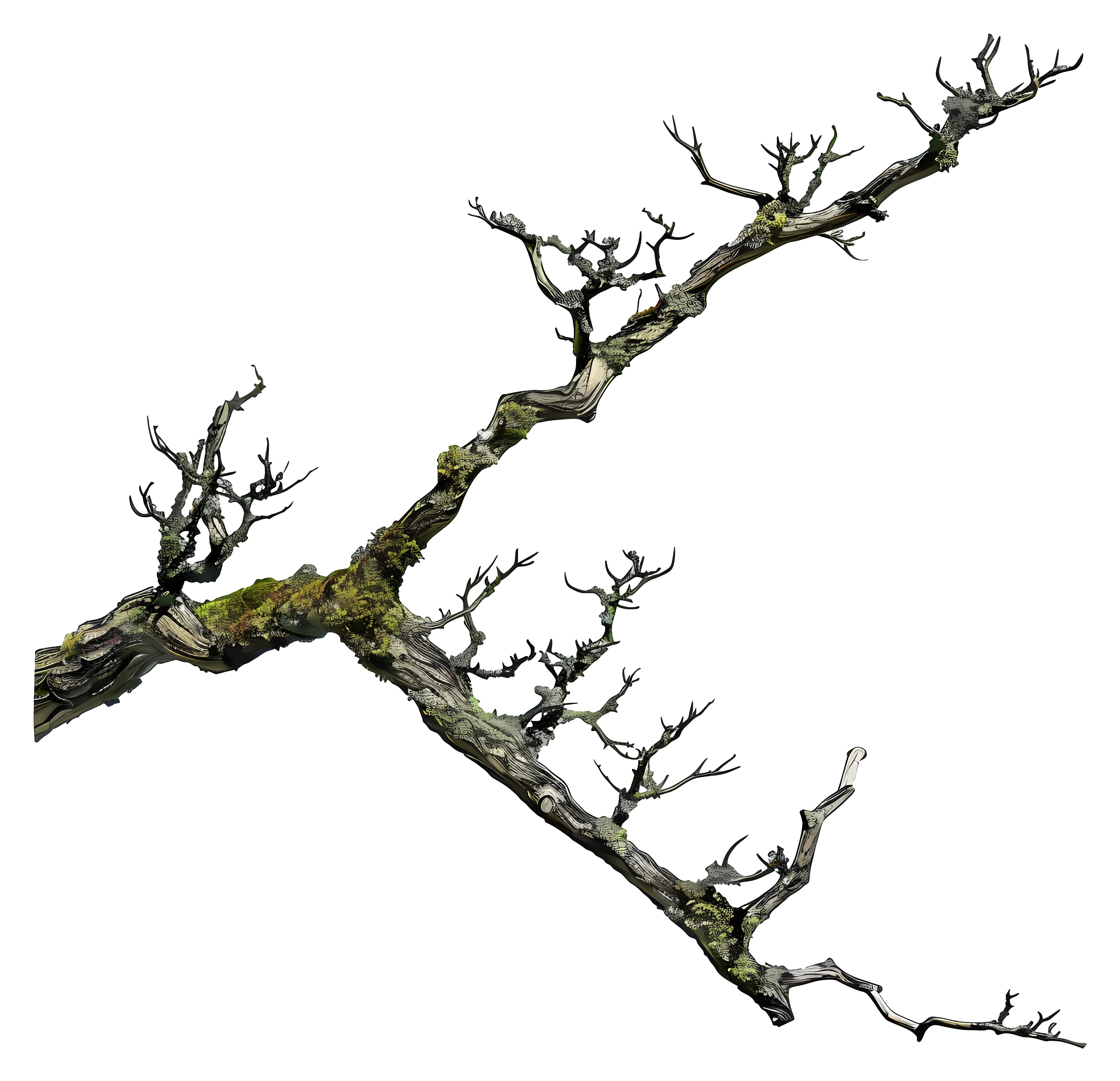 Dry Tree Branch with Moss