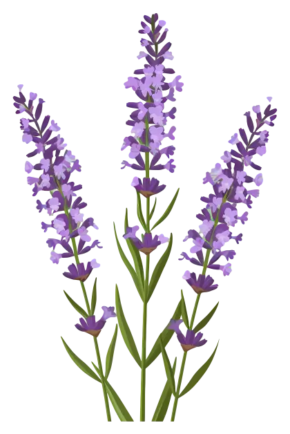 Lavender Flower Botanical Artwork