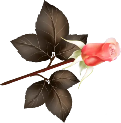 Beautiful Pink Rose with Leaves