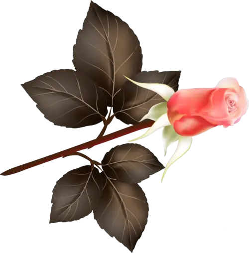 Beautiful Pink Rose with Leaves