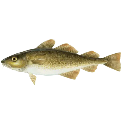 Realistic Illustration of a Cod Fish