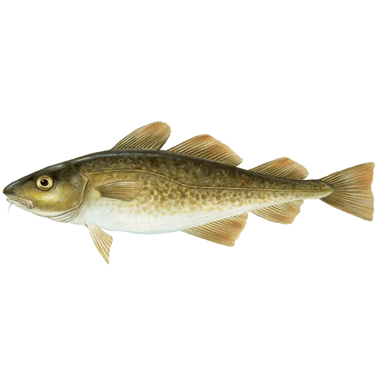 Realistic Illustration of a Cod Fish