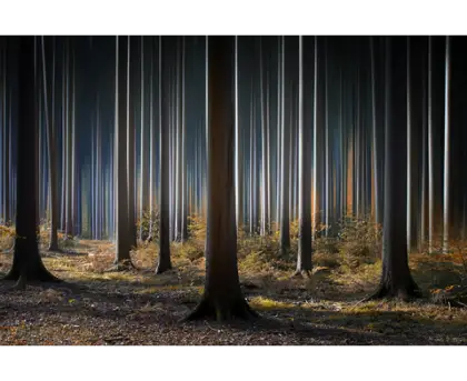 Mystical Forest Landscape
