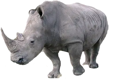 Rhinoceros in Natural Stance