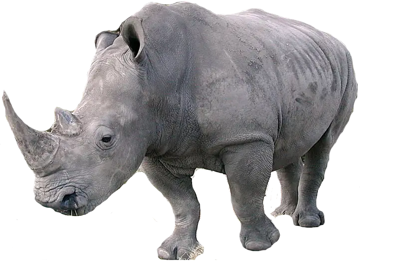 Rhinoceros in Natural Stance