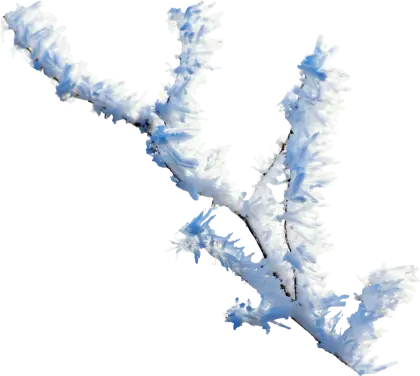 Branch Covered with Frost and Ice