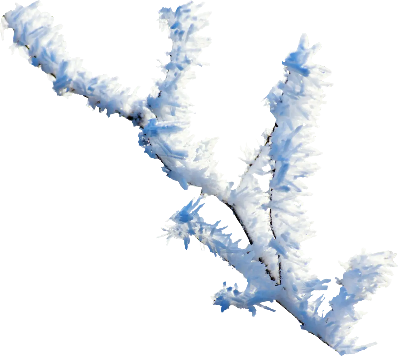 Branch Covered with Frost and Ice