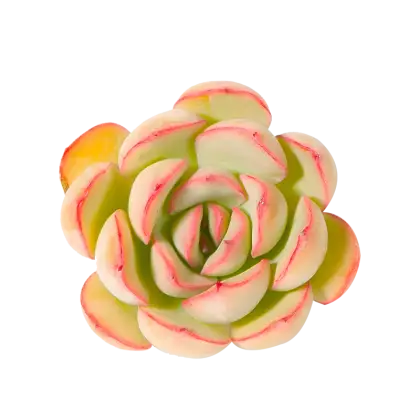 Beautiful Succulent Plant with Pink Tips