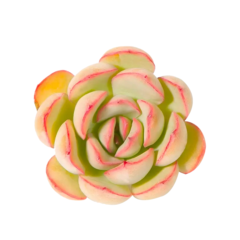 Beautiful Succulent Plant with Pink Tips