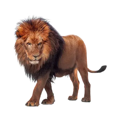 Majestic Lion with Mane