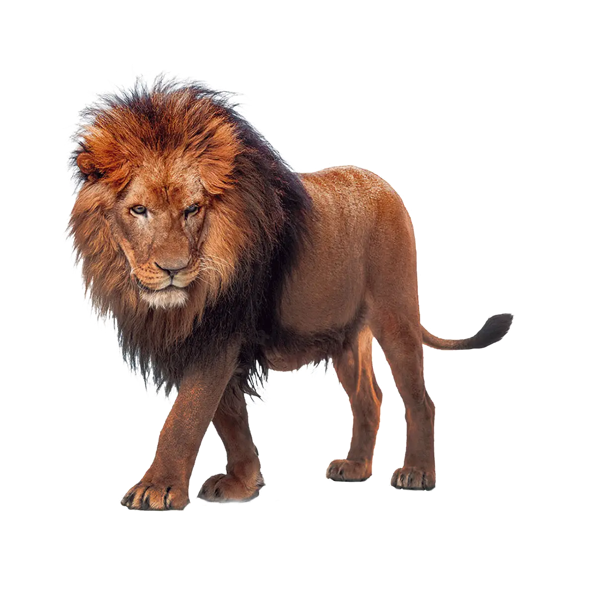 Majestic Lion with Mane