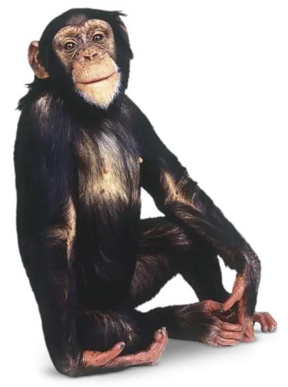 Chimpanzee Sitting Calmly