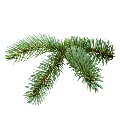 Pine Tree Branch with Green Needles
