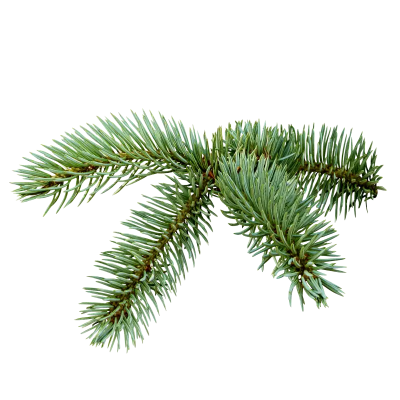 Pine Tree Branch with Green Needles