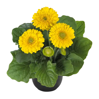 Yellow Flowers in Decorative Pot