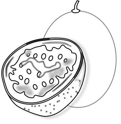 Passion Fruit Illustration