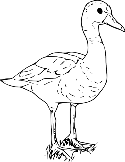 Outline of a Duck in Black and White