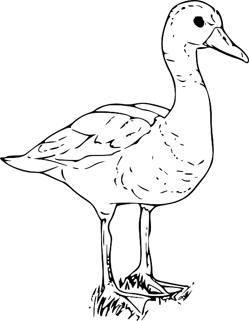 Outline of a Duck in Black and White
