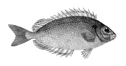 Black and White Fish Illustration