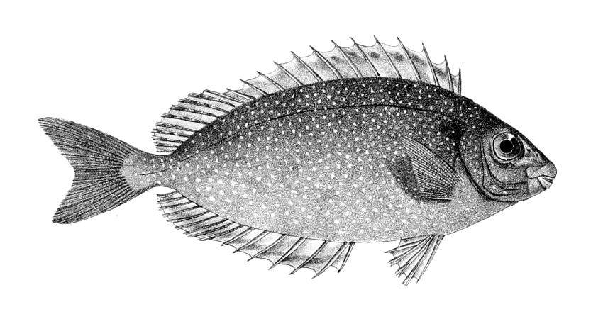 Black and White Fish Illustration