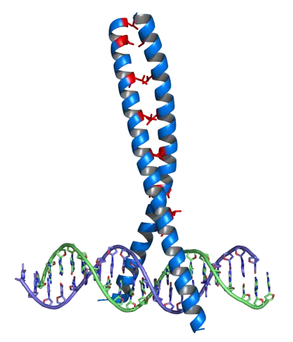 DNA and Protein Structure Illustration