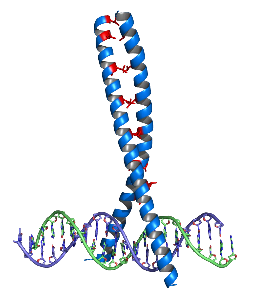 DNA and Protein Structure Illustration
