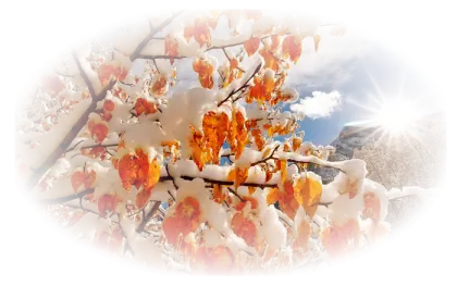 Beautiful Snowy Flowers in Winter