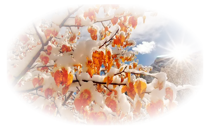 Beautiful Snowy Flowers in Winter