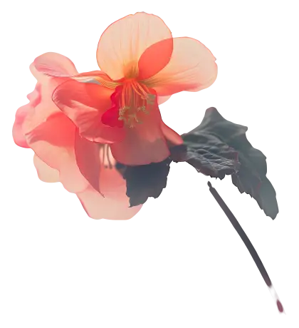 Delicate Pink Flower with Green Leaves
