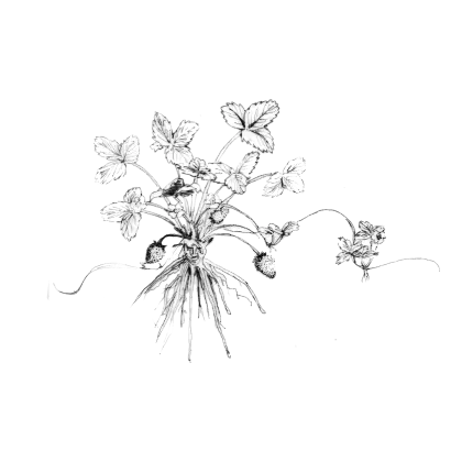 Black and White Flower Sketch