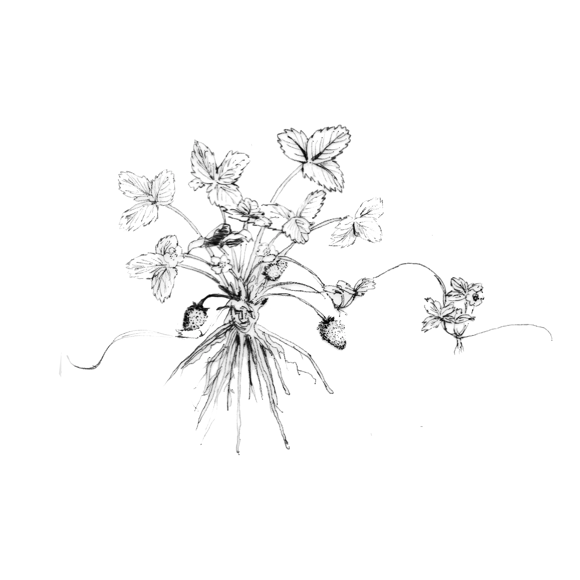 Black and White Flower Sketch