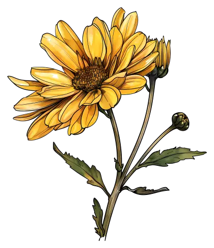 Yellow Flower Bloom Illustration