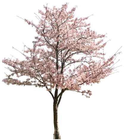 Cherry Blossom Tree in Full Bloom