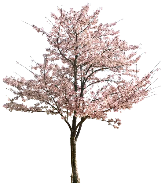 Cherry Blossom Tree in Full Bloom