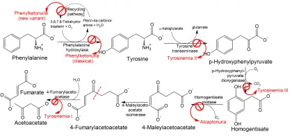 Phenylalanine and Tyrosine Metabolic Pathway