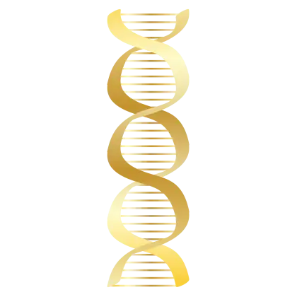 Golden DNA Helix Model for Science and Decoration