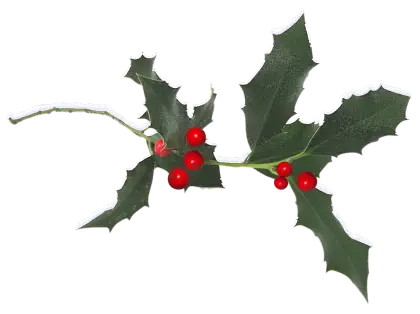 Festive Holly Branch with Red Berries for Christmas