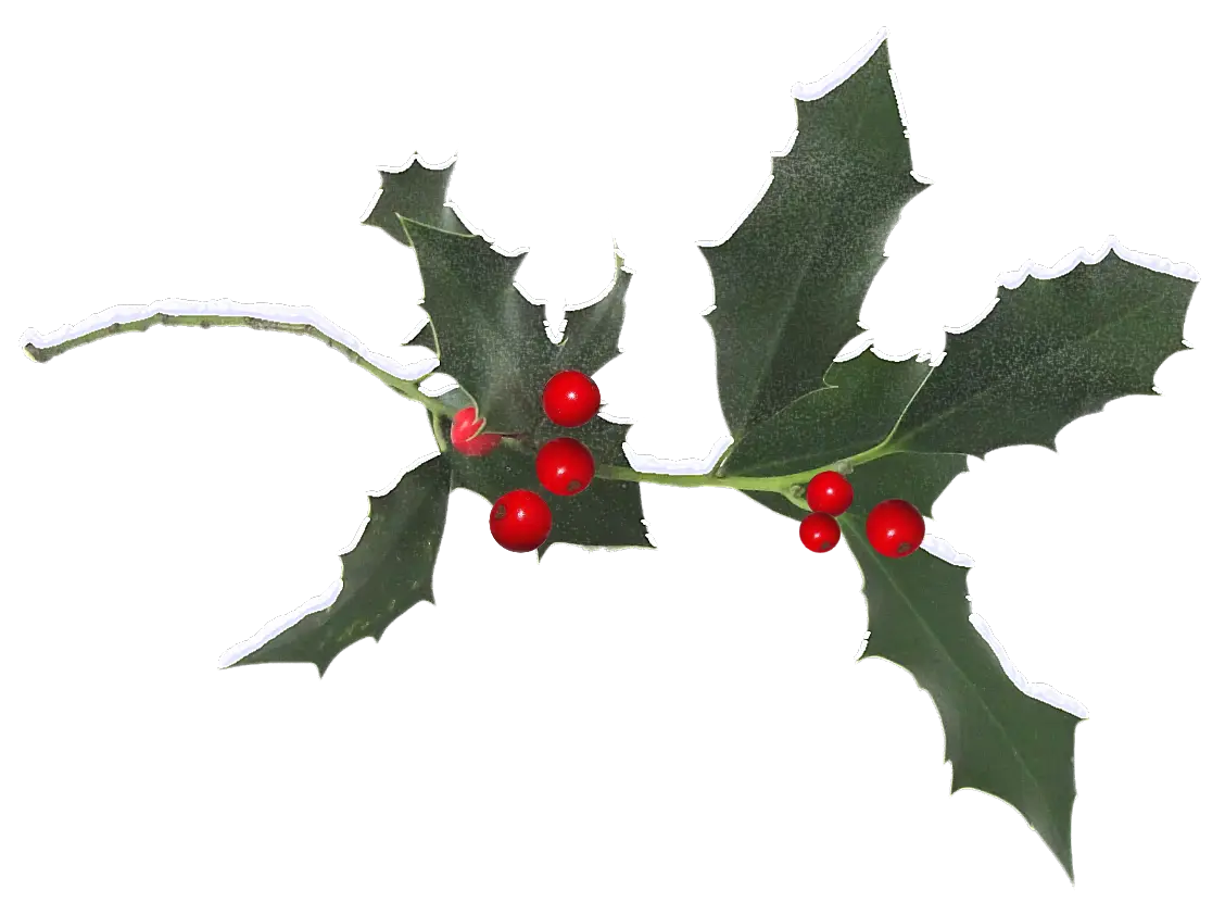 Festive Holly Branch with Red Berries for Christmas