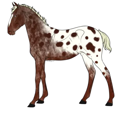 Spotted Brown and White Horse Illustration