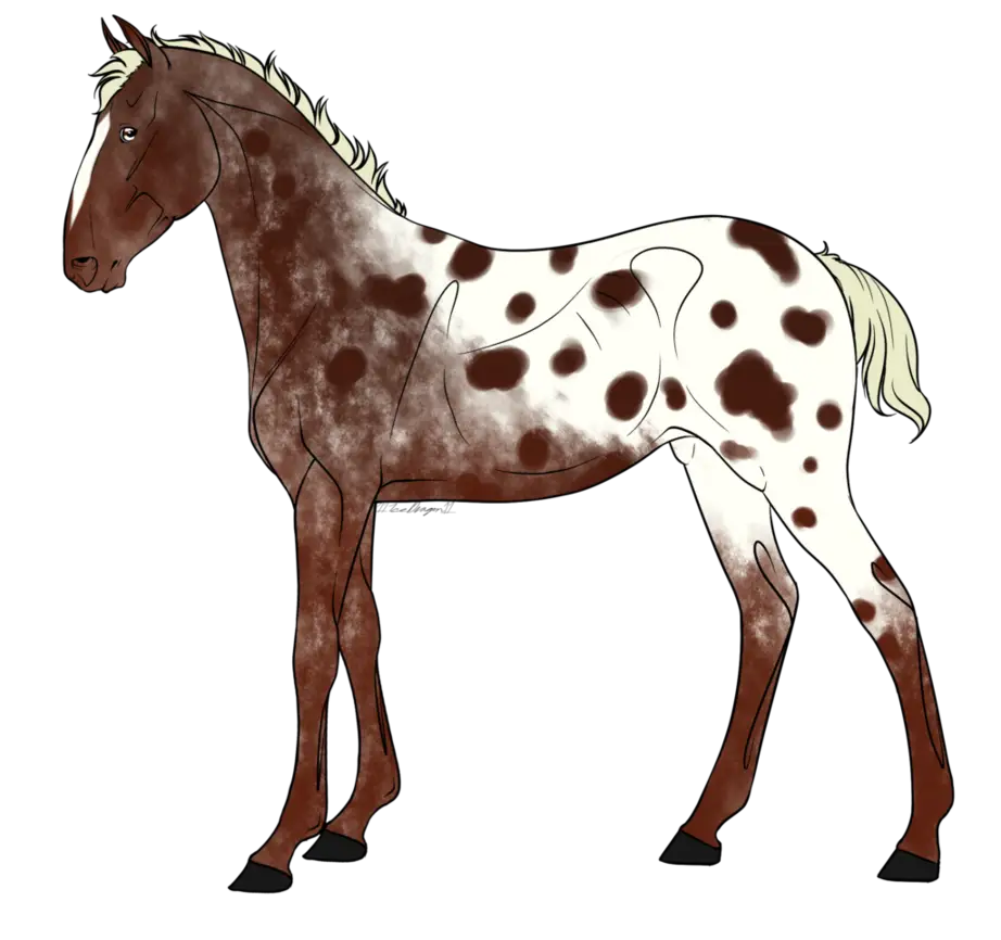 Spotted Brown and White Horse Illustration