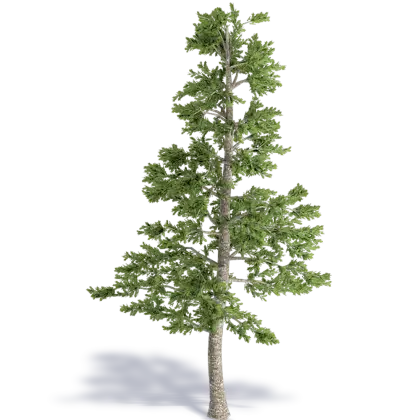 Tall Pine Tree