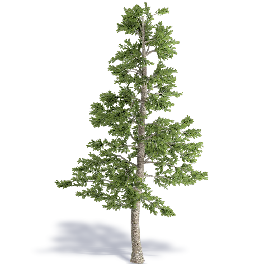 Tall Pine Tree